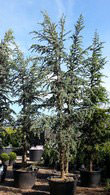 Cedrus Atlantica Glauca known as the Blue Atlas Cedar Tree for sale at Paramount Nursery UK & Online. 