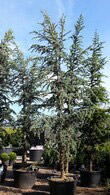 Cedrus Atlantica Glauca known as the Blue Atlas Cedar Tree for sale at Paramount Nursery UK & Online.