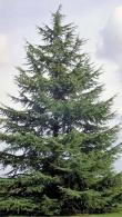 Cedrus Atlantica or Atlas Cedar