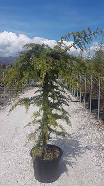 cedrus deodara pendula ヒマラヤシーダー ペンデュラ Cedrus