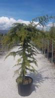 Cedrus Deodara Pendula Weeping Himalayan Cedar 