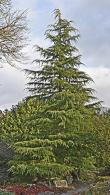 Cedrus Deodara Aurea Pendula (Weeping Golden Deodar Cedar or Himalayan Cedar)