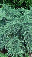 Cedrus Deodara Feelin