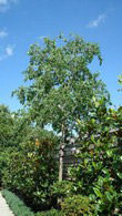 Celtis Australis Trees also known as Lote Tree for sale online UK