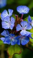 Ceratostigma Willmottianum Chinese Plumbago