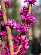 Cercis Avondale deciduous tree with bright pink flowers