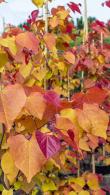 Cercis Canadensis Eternal Flame American Redbud variety with Striking Foliage