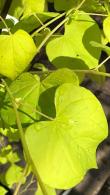 Cercis canadensis Hearts of Gold or Eastern Redbud Tree buy online with UK delivery.