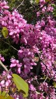 Cercis Canadensis Lavender Twist Tree, also known as the Eastern Redbud Tree for sale online from our UK garden nursery.