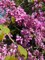 Cercis Canadensis or Redbud is also known as Forest Pansy, for sale online UK delivery.