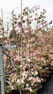 Cercis Canadensis Carolina Sweetheart North American Redbud