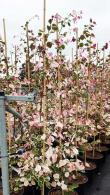 Cercis Canadensis Carolina Sweetheart North American Redbud 