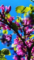 Cercis Chinensis Avondale Chinese Redbud - a stunning ornamental tree