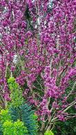 Cercis Rising Sun Redbud Tree