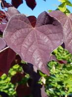 Cercis Canadensis Ruby Falls is a stunning weeping tree with deep purple-red flowers in spring and glossy, heart-shaped leaves that turn vibrant shades in the fall, offering year-round beauty.