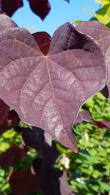 Cercis Canadensis Ruby Falls, deciduous shrub. Eastern Redbud Ruby Falls for sale online with UK delivery