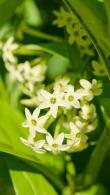 Cestrum Nocturnum Night Blooming Jasmine For Sale Online