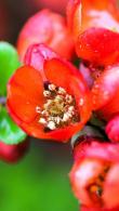 Chaenomeles Japonica Sargentii, Japanese Quince, a flowering ornamental shrub for sale online UK delivery