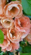 Chaenomeles Superba Cameo, peach coloured flowering Japanese Quince for sale. Ornamental Quince tree to buy online UK