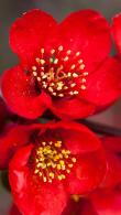 Chaenomeles Superba Nicoline Japanese Quince, an excellent ornamental quince with red spring flowers followed by yellow fragrant quinces.