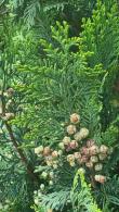 Chamaecyparis Lawsoniana Alumigold, False Cypress Alumigold trees for sale online UK