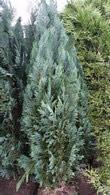 Chamaecyparis Lawsoniana Columnaris or Lawsons Cypress to buy online from our London plant centre - perfect for hedging.