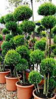 Chamaecyparis Lawsoniana Ellwoodii Gold Topiary Pom Pom Trees