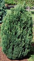 Chamaecyparis Lawsoniana Ellwoodii Lawsons Cypress