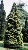 Chamaecyparis Lawsoniana Golden Wonder False Cypress