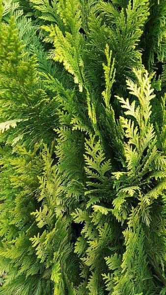 Chamaecyparis Lawsoniana Ivonne (or Yvonne) Tree