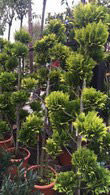 Chamaecyparis Lawsoniana Ivonne Pom Pom, topiary specimen trees for sale at our London plant centre, buy online UK