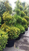 Chamaecyparis Lawsoniana Ivonne Topiary Spirals - 2 metres tall, buy online from our London nursery, UK delivery