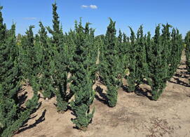 Chamaecyparis Lawsoniana Wissels Saguaro conifer trees for sale UK
