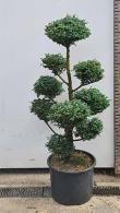 Chamaecyparis Pisifera Boulevard.