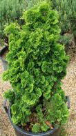 Chamaecyparis Obtusa Nana or Hinoki Cypress Tree - popular as a rockery conifer to Buy UK.