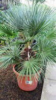 Chamaerops Humilis Cerifera, Hardy Palms UK