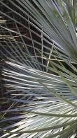 Chamaerops Humilis Vulcano is also known Dwarf Mediterranean Fan Palm Buy UK delivery.