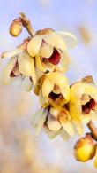 Chimonanthus Praecox or Wintersweet buy online for UK delivery from our Winter Flowering Shrub specialist nursery.
