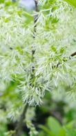 Chionanthus Virginicus, the white flowering Fringe Tree for Sale online with UK and Ireland delivery