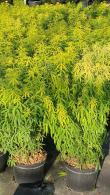 Choisya Goldfingers