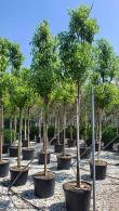 Cinnamomum Camphora Camphor Laurel Full Standard Tree