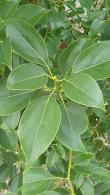 Cinnamomum Camphora or Camphor Laurel For Sale Online UK