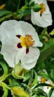 Cistus Alan Fradd Rock Rose