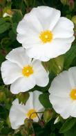 Cistus Corbariensis Hybrid Rock Rose