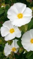 Cistus Corbariensis Hybrid Rock Rose 