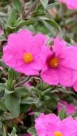 Cistus Pulverulentus Sunset. Rock Rose Sunset buy UK delivery.