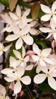 Clematis Armandii Apple Blossom