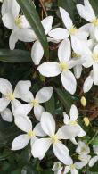 Clematis Armandii evergreen climbing variety buy UK.