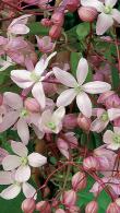 Clematis Armandii Hendersonii Rubra, pink flowering evergreen clematis variety, blooms early Spring. Buy online UK delivery.