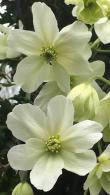 Clematis x Cartmanii Avalanche Evergreen variety of Clematis for sale online with UK delivery. We deliver to Ireland.